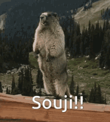 Souji Marmot GIF - Souji Souj Marmot GIFs