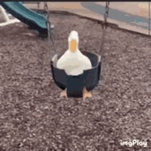 Duck Ducks GIF - Duck Ducks Swing - Discover & Share GIFs