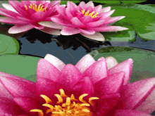 Lilies Flowers GIF - Lilies Flowers Water GIFs