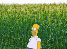 Corn Field GIF - Corn Field Embarrassed GIFs