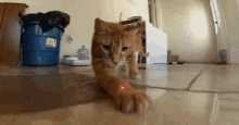 Cat Laser GIF - Cat Laser Red Circle GIFs