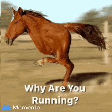 Why Are You Running Horse GIF - Why Are You Running Run Horse GIFs
