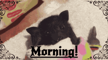 Morning Bat GIF - Morning Bat Cute GIFs