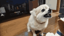 Funny Animals Dog GIF - Funny Animals Dog Puppy GIFs