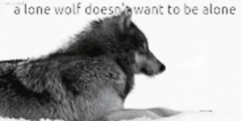 Pictures sad wolf Sad Wolf