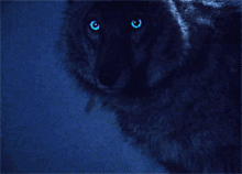 wolf wolf with blue eyes running wolf werewolf