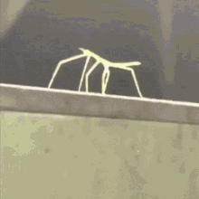 Stick Bug Get Stick Bugged GIF - Stick Bug Get Stick Bugged Insect GIFs