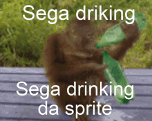Sega Drinking Da Sprite GIF - Sega Drinking Da Sprite GIFs