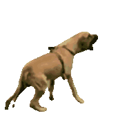 Anjing Anjing Galak Sticker - Anjing Anjing Galak Stickers