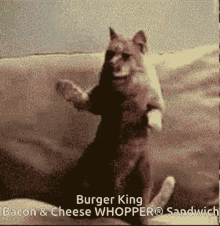 Burger King Cute Cat GIF - Burger King Cute Cat Aww GIFs