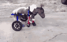 Horse Wheel GIF - Horse Wheel GIFs