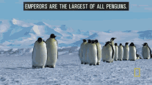 Emperors Are The Largest Of All Penguins Emperor Penguins GIF - Emperors Are The Largest Of All Penguins Emperor Penguins Penguin GIFs