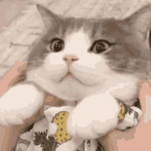 Dimden Nataon GIF - Dimden Nataon Cat GIFs