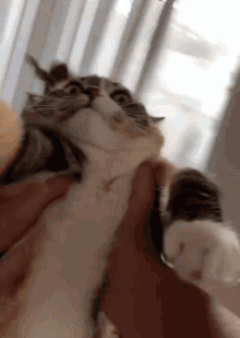 Cat Spinning GIF - Cat Spinning Hanging GIFs
