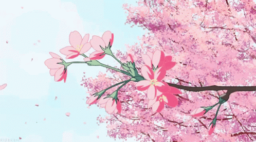 sakura-spring