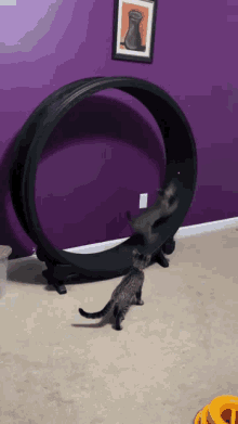 oops cat fail flop accident