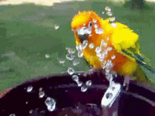 عصافي GIF - Bird Yellow Yellow Bird GIFs
