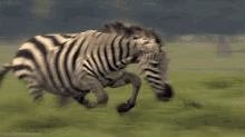Zebra Vs. Cheetah GIF - Zebra Cheetah Chase GIFs