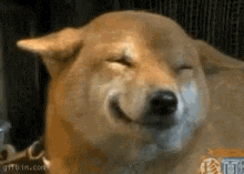 Koiru Dog GIF - Koiru Dog Smiling GIFs