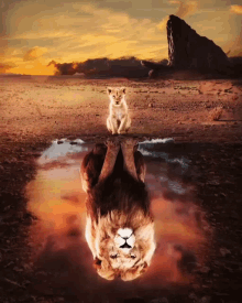 Lion King Reflection GIF - Lion King Reflection Lion GIFs