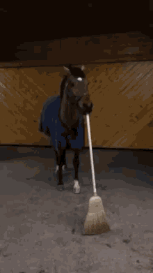 Horse Sweeping GIF - Horse Sweeping Broom GIFs