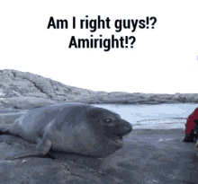 Am I Right Guys? GIF - Amiright Seal GIFs