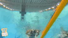 swimming race swimmer pool diving
