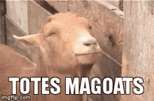 Totes Magoats GIF - Totes Magoats GIFs