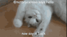 Bryce Hello Bryce Cat GIF - Bryce Hello Bryce Cat Bryce Says Hello GIFs