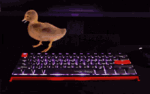 Hyperx Ducky GIF - Hyperx Ducky GIFs