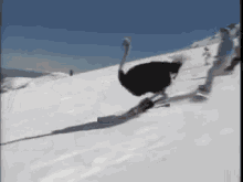 fun-snow.gif