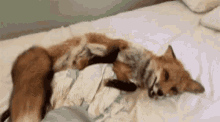 fox cute adorable bedtime