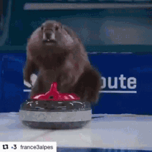 Marmotte France3f3curling GIF - Marmotte France3f3curling GIFs