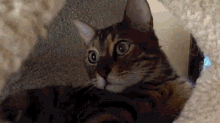 Angry Cat - Game GIF - Game You Think This Is A Game Kitty GIFs