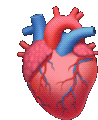 Anatomical Heart Beating Heart Sticker - Anatomical Heart Beating Heart Oddly Terrifying Stickers