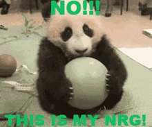 Energi Energi Panda GIF - Energi Energi Panda Nrg Panda GIFs