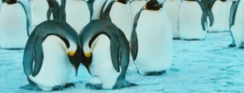 Love Cuddle GIF - Love Cuddle Penguin GIFs