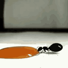 ant honey antdrinkinghoney who interesting