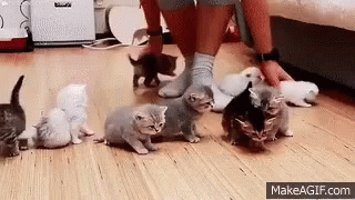 [Image: cute-kittens.gif]