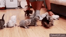 Cute Kittens GIF - Cute Kittens Kitty GIFs