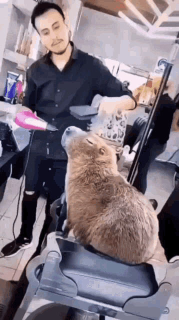 capybara-haircut.gif
