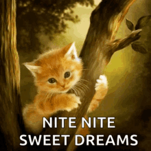 Nite Sweet Dreams GIF - Nite Sweet Dreams Night Night GIFs
