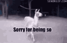 Llama Sorry For Being So Fabulous GIF - Llama Sorry For Being So Fabulous Sassy GIFs