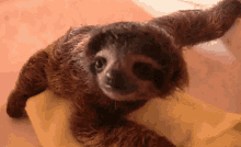 Sloth Juan GIF - Sloth Juan Lemmon GIFs