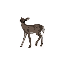 deer veado