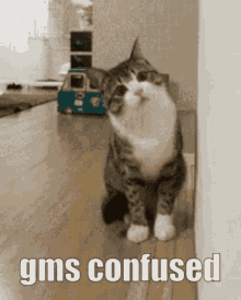 gms confused gms confused confused cat cat gif
