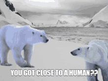 Polar Bearz Polar Bears GIF - Polar Bearz Polar Bears You Got Close To A Human GIFs