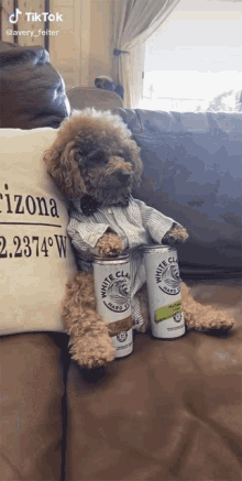 posing sit back relaxing dog costume dog shirt