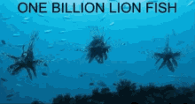One Billion Lion Fish GIF - One Billion Lion Fish GIFs