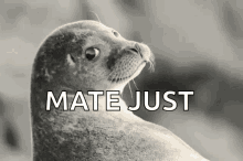 Deal With It Seal With It GIF - Deal With It Seal With It Seal GIFs